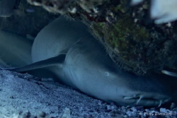 Nurse shark resting by Petri Eloranta 